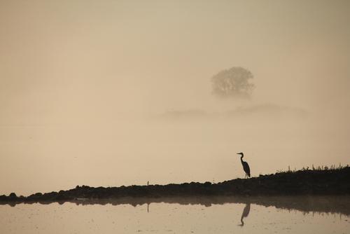 Reiher an der Oder im Gegenlicht