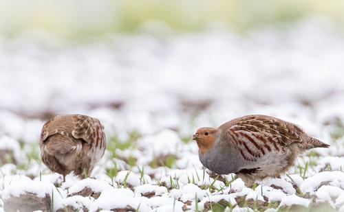 Rebhühner im Schnee auf Acker