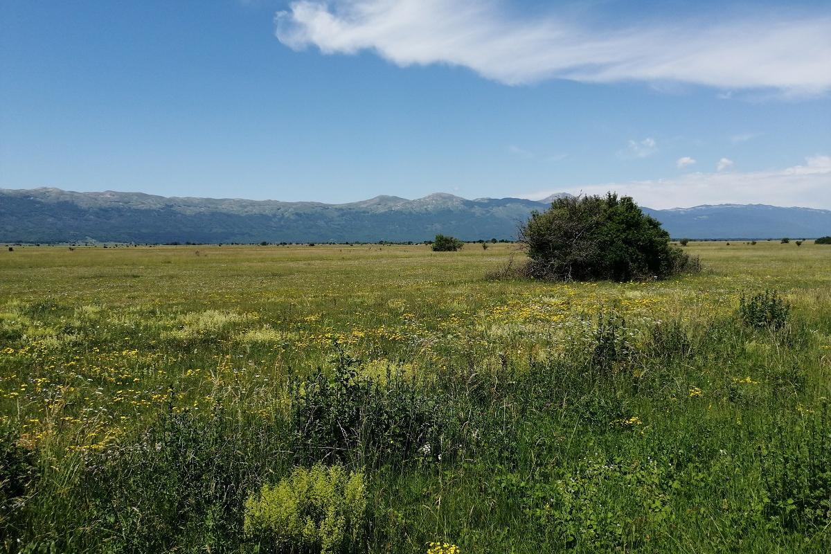 Livanjsko Polje blooming carst landscape
