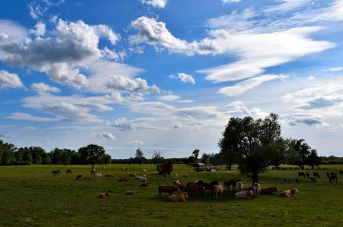 Kühe auf einer Weide im Lonjsko polje