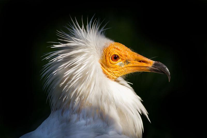 Portrait of a Egyptian Vulture