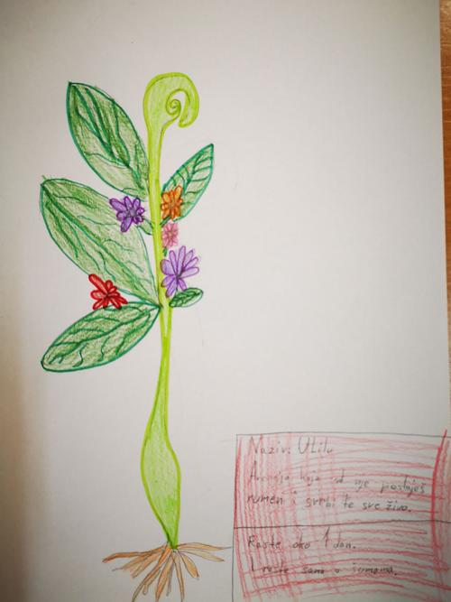 Zeichnung einer fiktiven Pflanze