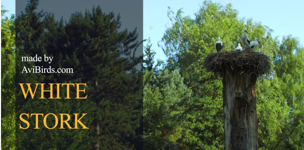 Youtube video white stork