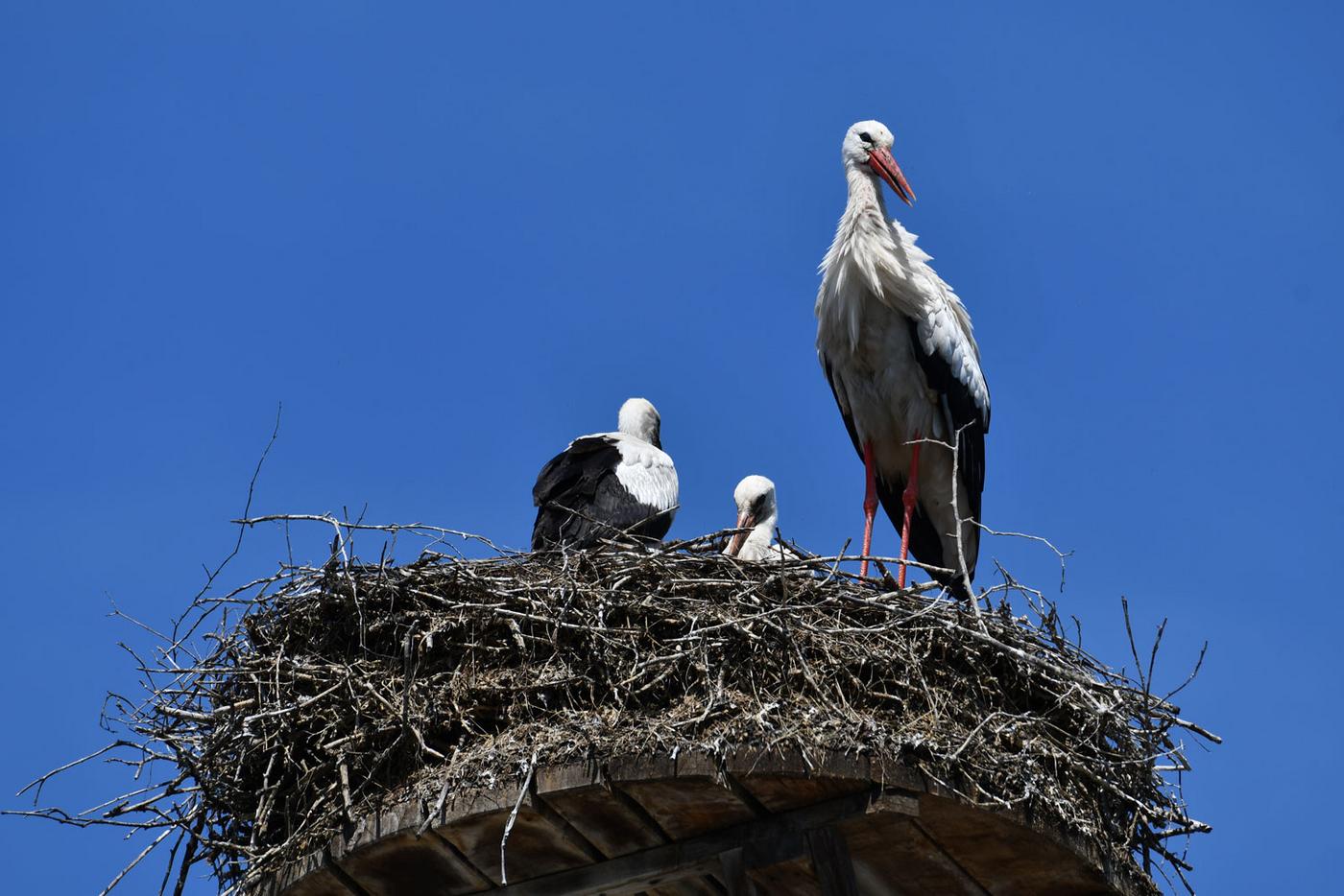 Weißstörche auf dem Nest