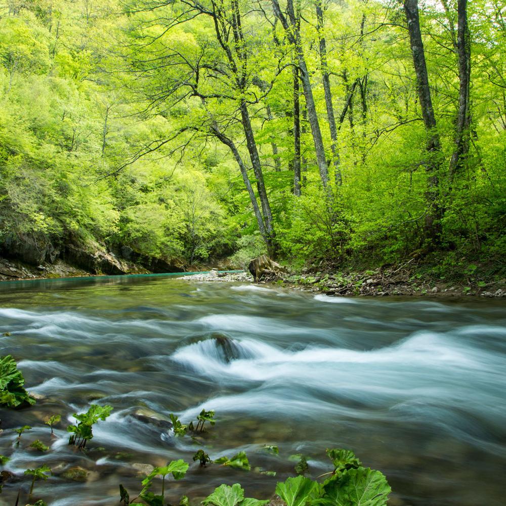 Eine Flussbiegung der Neretva in einem Wald.