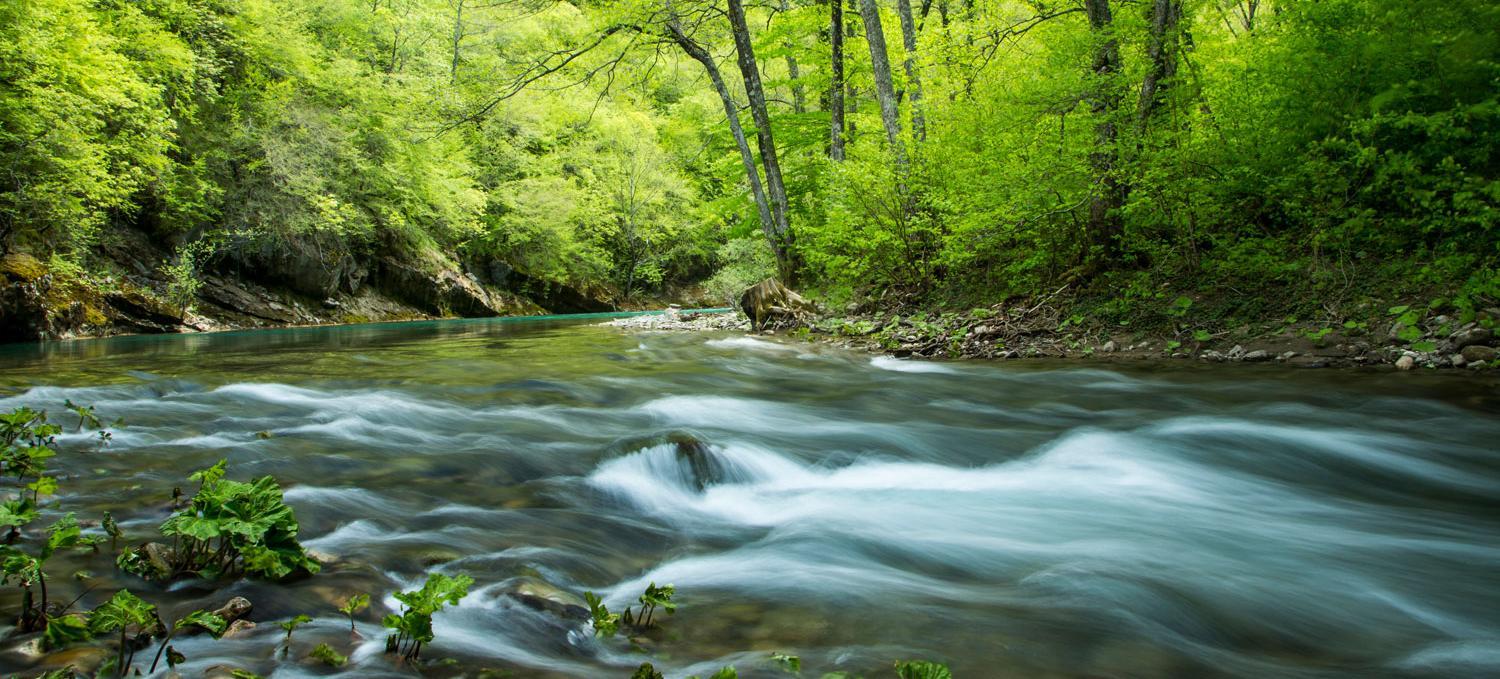 Eine Flussbiegung der Neretva in einem Wald.