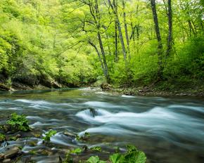 Eine Flussbiegung der Neretva in einem Wald.