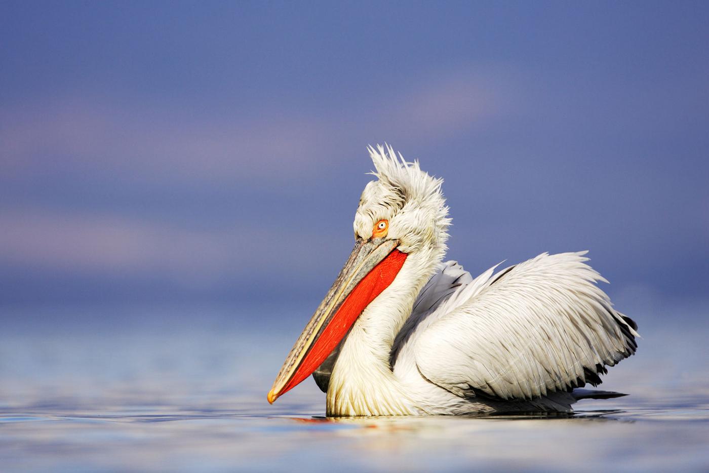 Dalmatian Pelican is swimming on a lake