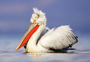 Dalmatian pelican