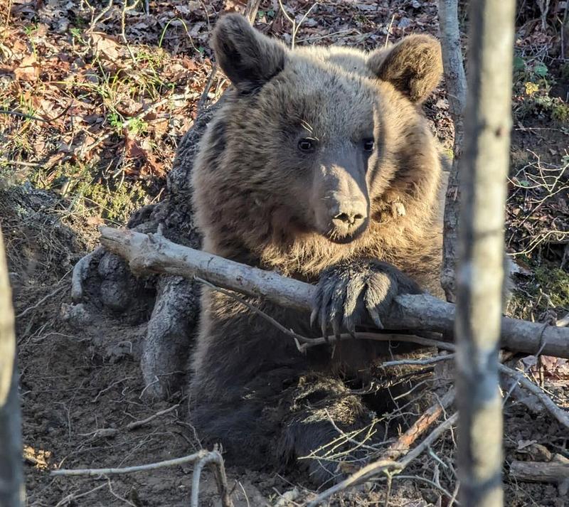 Bear in a snare trap A female bear in a snare trap lies terrified on the ground.