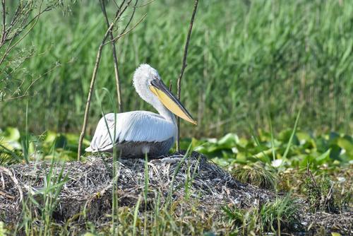 Krauskopfpelikan auf Nest