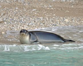 Mönchsrobbe am Strand