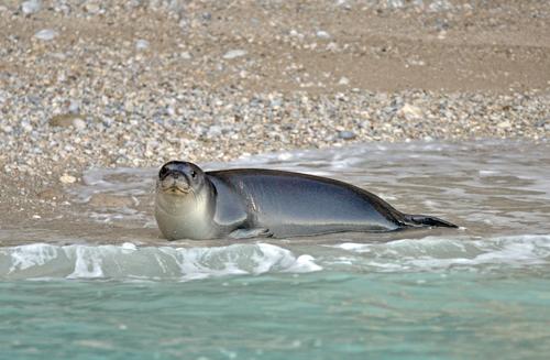 A monk seal in shallow water