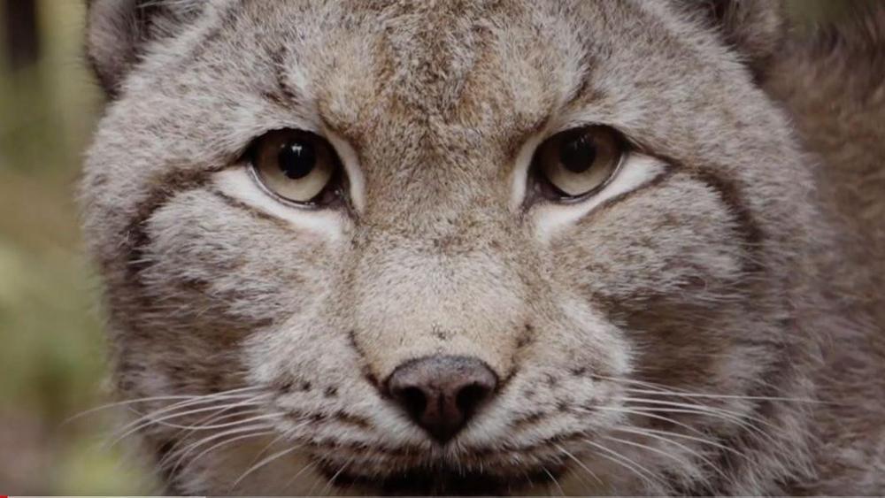 Lynx Projects - EuroNatur