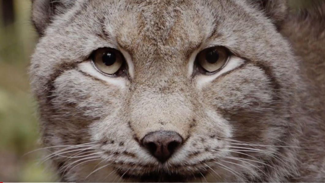 Portrait of a lynx