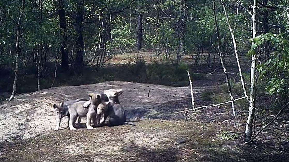 Wolf pups