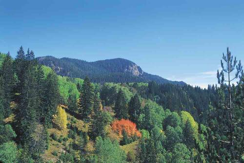 Bergige Landschaft mit Wald