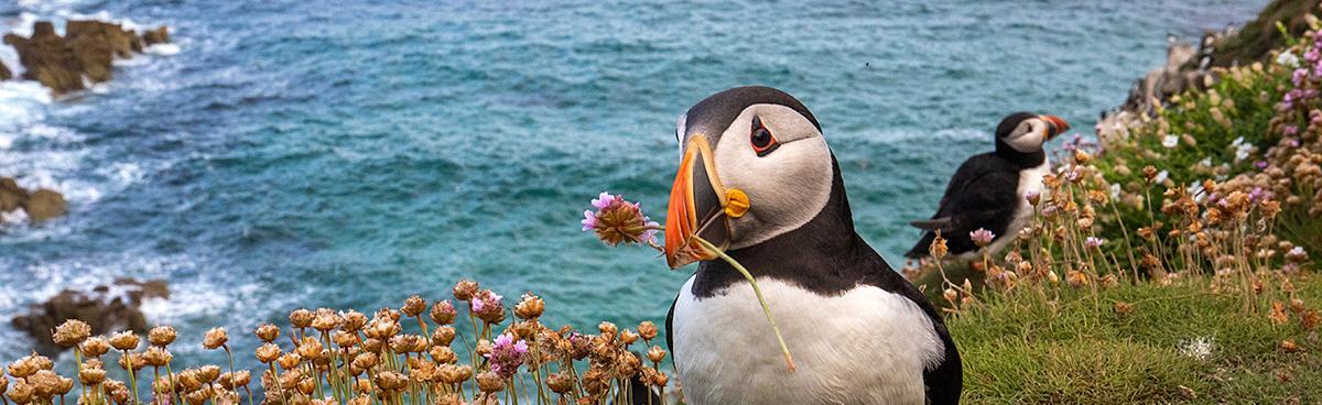 Ein Papageientaucher steht auf einer mit Strand-Grasnelken bewachsenen Klippe und hält eine Nelke im Schnabel.