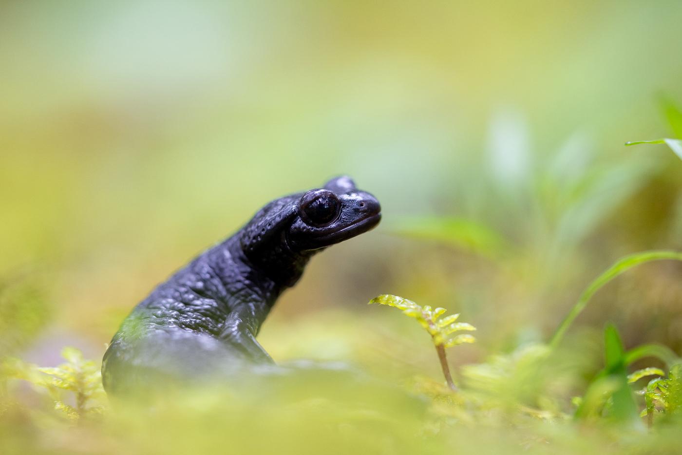Alpine salamander Alpine salamander