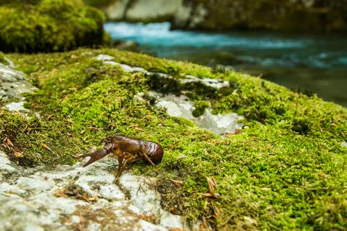 white-clawed crayfish, rare species in the pristine rivers in the Balkans
