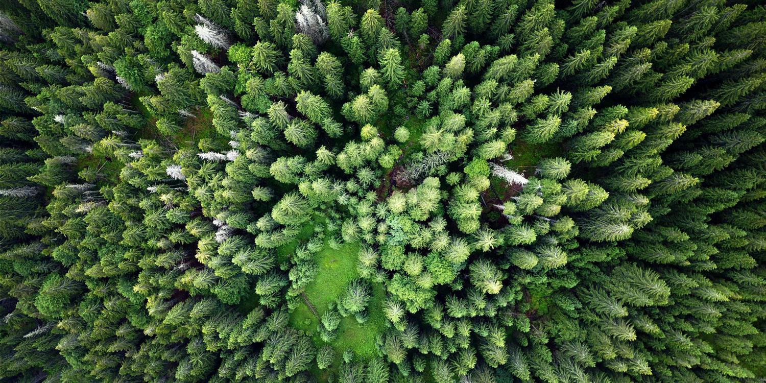 Aerial photo of primeval forest in Romania