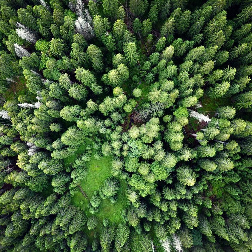 Luftbild von Urwald in Rumänien