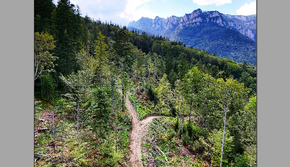 Report: Massive Logging of Primary Forests and Old-growth Forests in Romania, 2021-2024