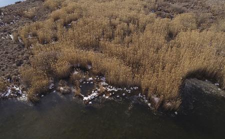 dead pelicans