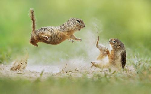 Zwei kämpfende Ziesel: eins liegt in Abwehrhaltung am Boden, eins springt in die Luft.