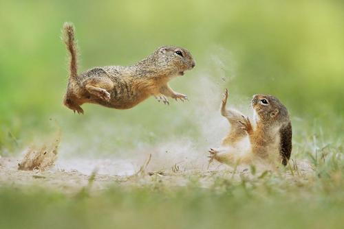 Frenzied two sousliks fighting