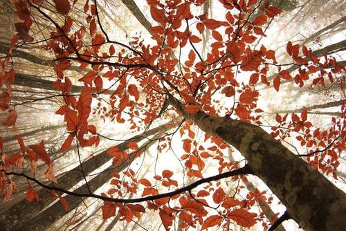 Forest with autumn leaves seen from below