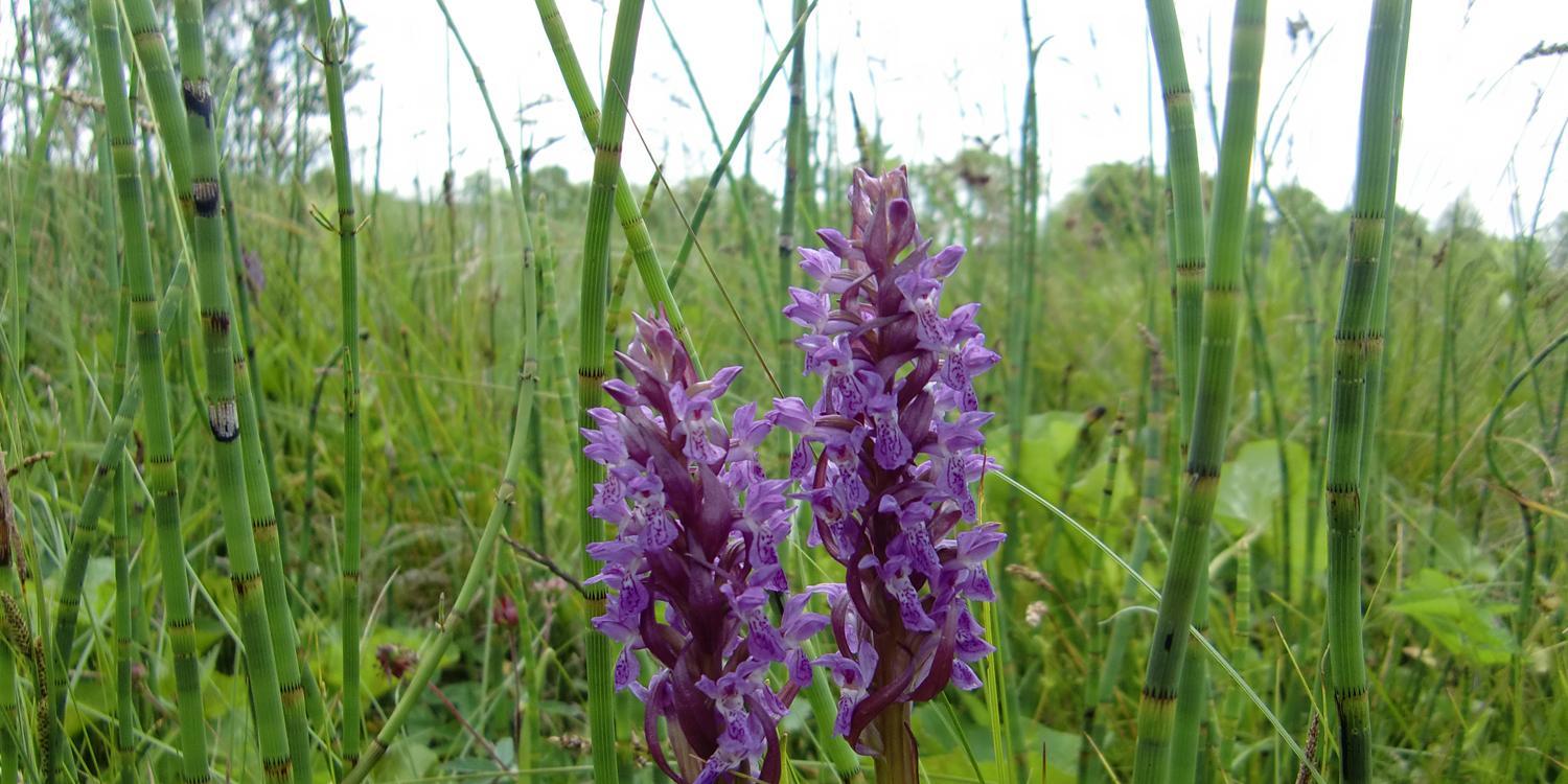 Dactylorhiza incarnata in Töpchin Natura2000 area