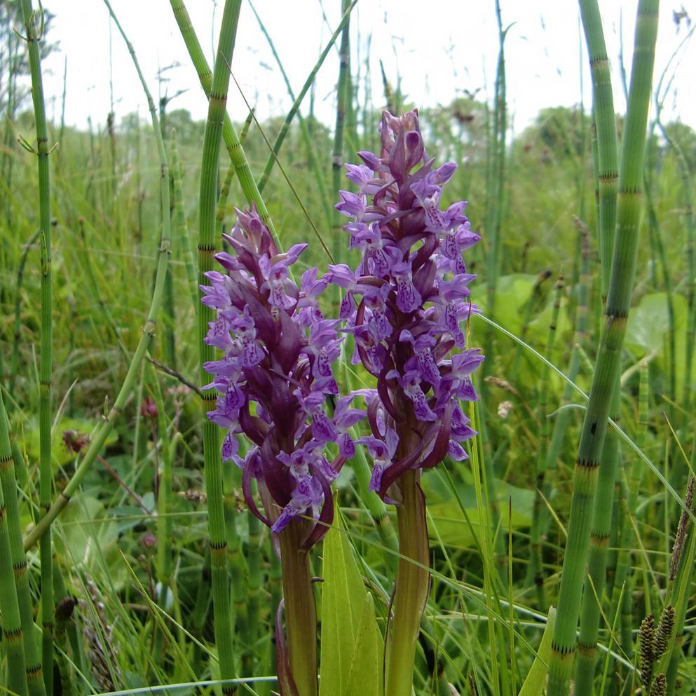 Fleischfarbenes Knabenkraut (Dactylorhiza incarnata)