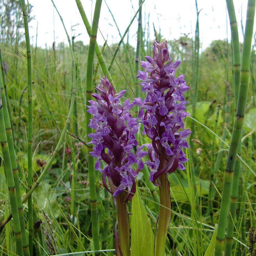 Dactylorhiza incarnata in Töpchin Natura2000 area