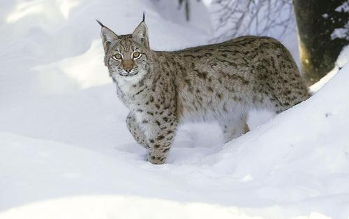 Luchs im Schnee