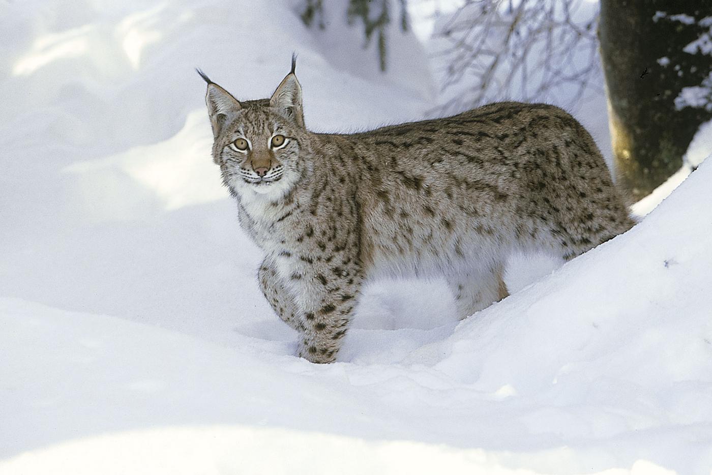 Luchs im Schnee