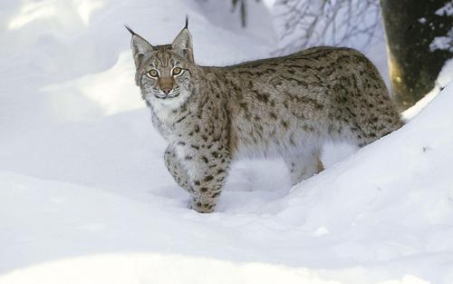 Attentive lynx in the snow