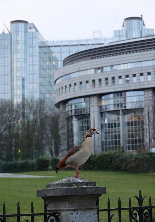 Nilgans vor dem EU-Parlament Nilgans auf Zaun in Brüssel