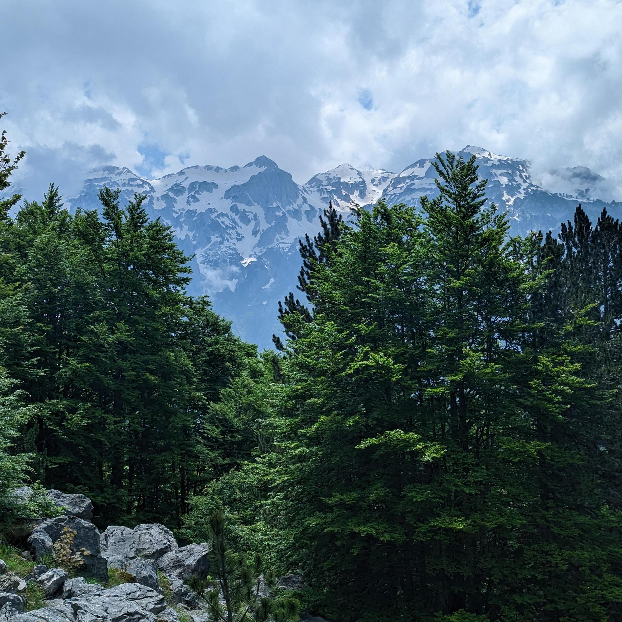 Conifers in front of snow-covered mountain peaks in Albania.