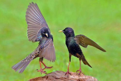 Paso doble Starlings