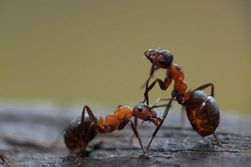 Close up of two ants