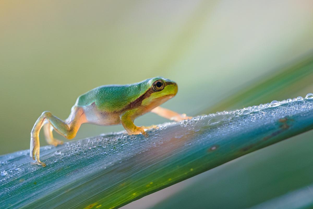 Der Läufer junger Laubfrosch