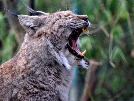 Yawning lynx
