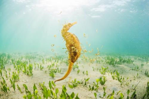 slender seahorse gives birth to his shoal of babies