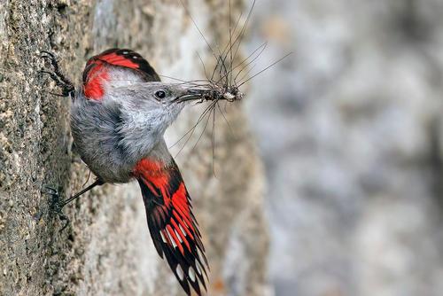 Wallcreeper with spider in beak