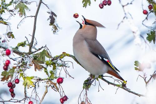 Bohemian Waxwing a Bohemian Waxwing eating a hawthorn berry