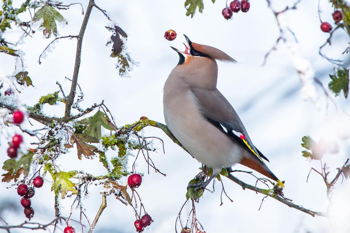 a Bohemian Waxwing eating a hawthorn berry