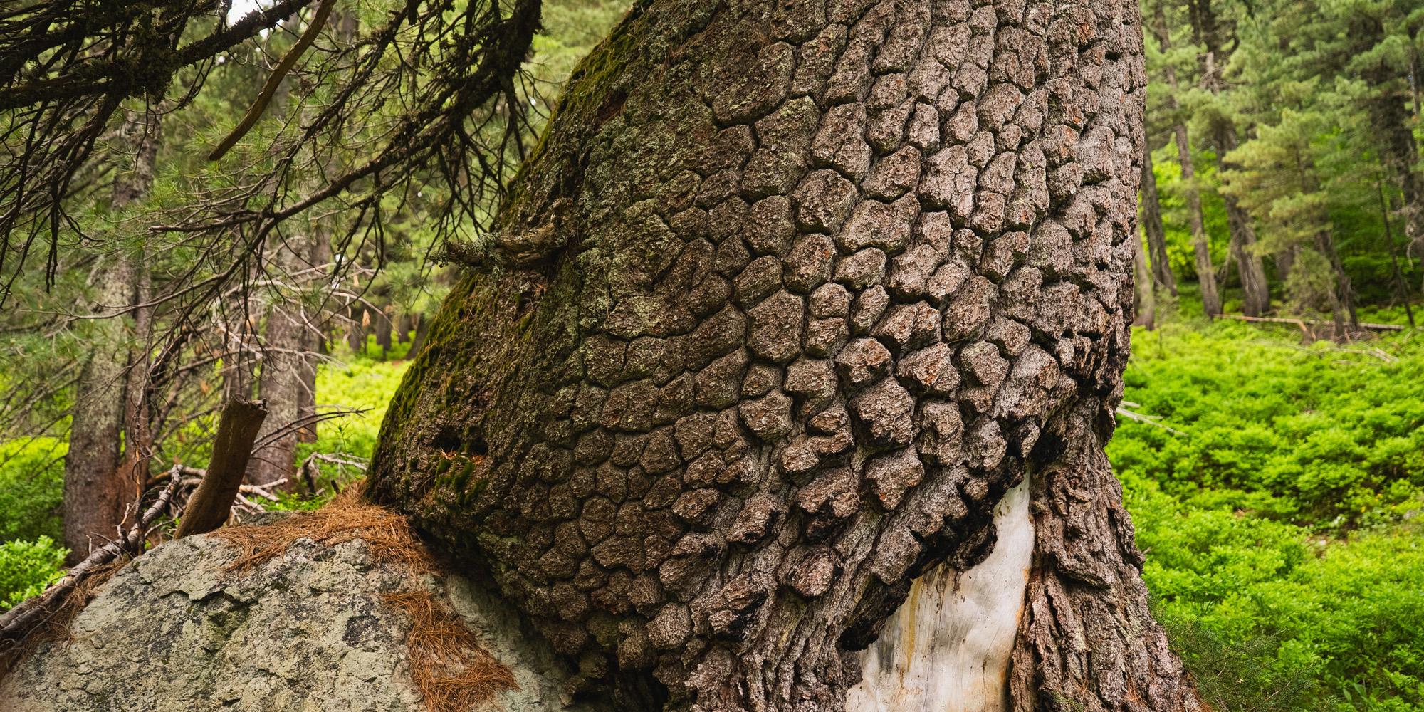 A Bosnian pine is growing out of a rock. In the background, a forest.