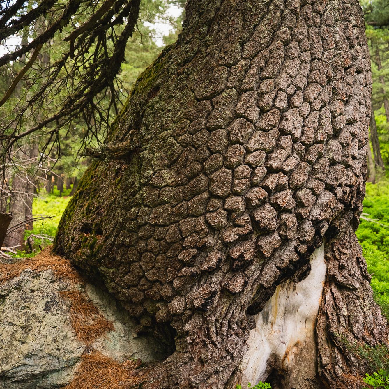 A Bosnian pine is growing out of a rock. In the background, a forest.