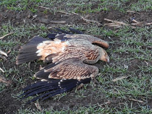 Imperial eagle lying dead on the ground